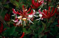 Sadnice - puzavice: Lonicera japonica 