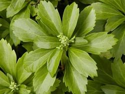 Perene: Pachysandra terminalis