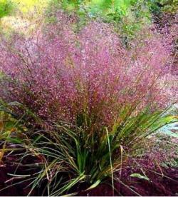 Trave: Eragrostis spectabilis  Purple Love Grass, ukrasna trava  