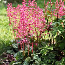 Perene: Heuchera sanguinea - koralni zvončić roze cveta