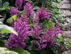 Perene: Astilbe chinensis Pumila 