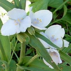 Perene: Tradescantia andersoniana alba,mackov brk -beo cvet