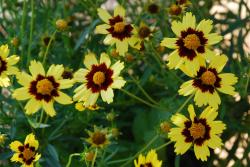 Perene: Coreopsis grandiflora