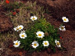 Perene: Argyranthemum pinnatifidum subsp. succulentum,bela rada-niska