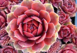 Perene: Cuvarkuca - Sempervivum cal. Royal Ruby