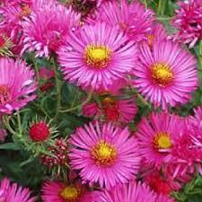 Perene: Aster 