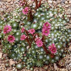 Perene: Cuvarkuca - Sempervivum arachnoideum Minor 