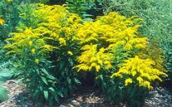 Perene: Solidago canadensis-zlatnica (patuljasta)