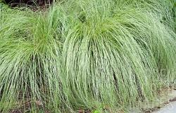 Trave: Carex Amazon mist