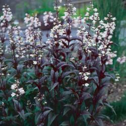 Perene: Penstemon digitalis Huskers Red