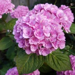 Sadnice - žbunaste vrste: Hydrangea macrophylla Love - hortenzija duplog roze cveta 