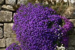 Perene: Aubretia Purple Cascade - aubrecija 