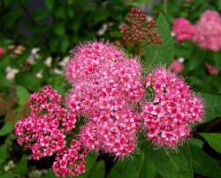 Sadnice - žbunaste vrste: Spiraea japonica 