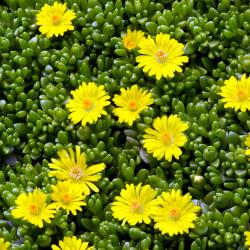 Perene: Delosperma Nubigenum - sedum zutog cveta 