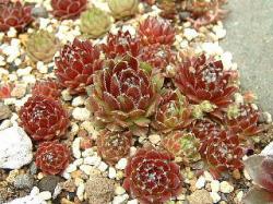 Perene: Cuvarkuca - Sempervivum montanum stiriacum 