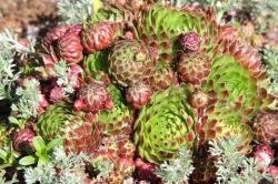 Perene: Cuvarkuca - Sempervivum soboliferum