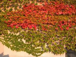 Sadnice - puzavice: Parthenocissus tricuspidata - trolisna lozica 