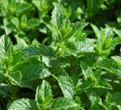 Začini i lekovito bilje: Mentha spicata 