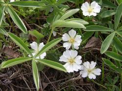 Perene: Potentilla alba