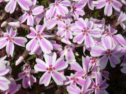 Perene: Phlox subulata 