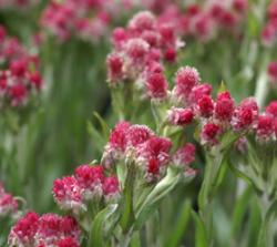 Perene: Antennaria dioica rubra