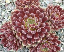 Perene: Čuvarkuća - Sempervivum Crimson Velvet 