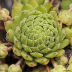 Perene: Cuvarkuca - Sempervivum montanum carpathicum