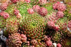 Perene: Čuvarkuća - Sempervivum Nixonii