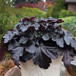 Perene: Heuchera Black Pearl 