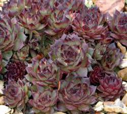 Perene: Sempervivum Atropurpureum 