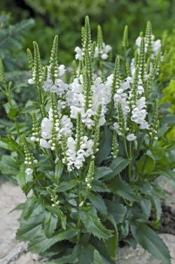 Perene: Physostegia virginiana Alba 