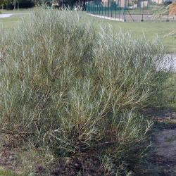 Sadnice - drveće: Salix rosmarinifolia,ukrasna vrba