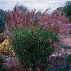 Trave: Miscanthus sinensis-Kineska sirokolisna ukrasna trava