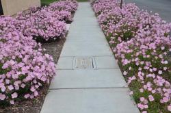 Perene: Oenothera speciosa Rosea - roze noćurak 