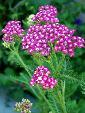 Perene: Achillea millefolium-Hajducka trava,cvet roze