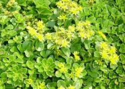 Perene: Sedum ellacombianum