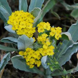 Perene: Alyssum saxatile 