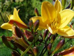 Perene: Hemerocallis dumortierii ,ranocvetajuci ljiljan 