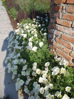 Perene: Oenothera speciosa White  - noćurak 