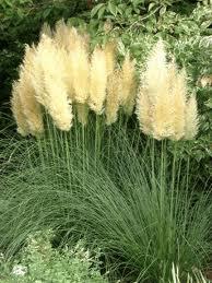 Trave: Cortaderia selloana Alba,pampas trava beo cvet