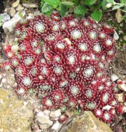 Perene: Cuvarkuca - Sempervivum arachnoideum Red Cobwebs