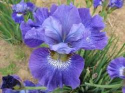 Perene: Iris sibirica plavi cvet