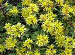 Perene: Sedum flor 