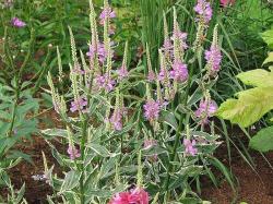 Perene: Physostegia virginiana variegata 