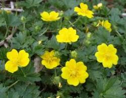 Perene: Potentilla neumanniana