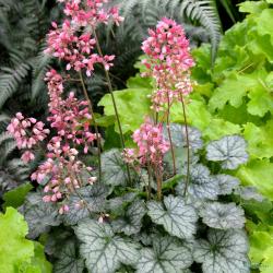 Perene: Heuchera Venus - hojhera 