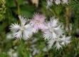 Perene: Dianthus monspessulanus ,karanfil bele boje