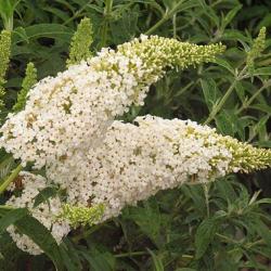 Sadnice - žbunaste vrste: Buddleia davidii 