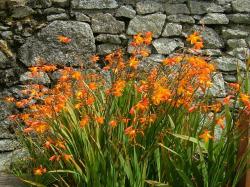 Perene: Crocosmia aurea