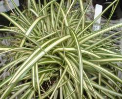 Trave: Carex oshimensis Everlite  ,niska ukr. trava